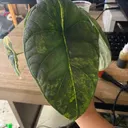 PorchPlants