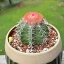 katiecereus