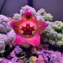 CarniverousQueen