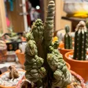 StillLearningSuccs1