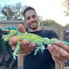 TikisGeckos