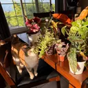 KatsMeow
