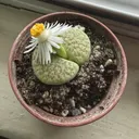 Lithop_Anonymous
