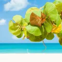 BayLeaves