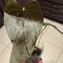 Cin_Lo20