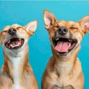 duelingdogs