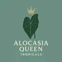 AlocasiaQueenTropicals
