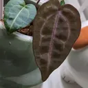 FondOfFoliage