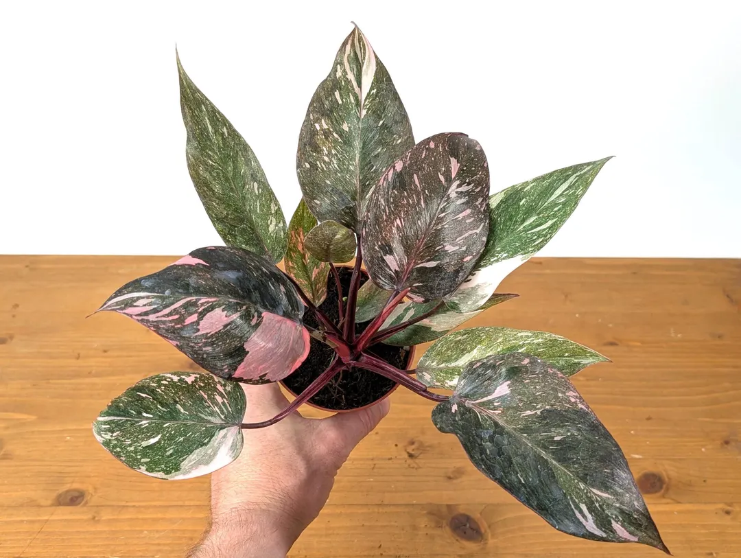 Philodendron Pink Princess Marble Galaxy ($89.99) from @plantamani