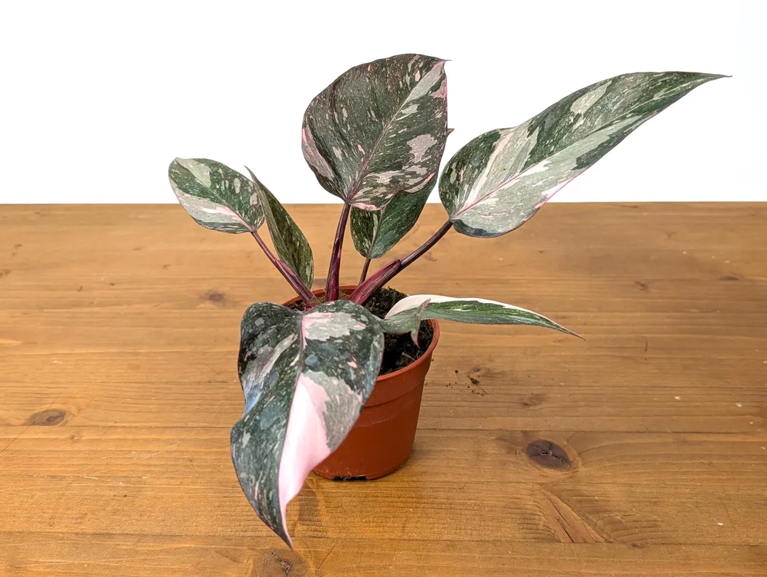 Philodendron Pink Princess Marble Galaxy ($89.99) from @plantamani
