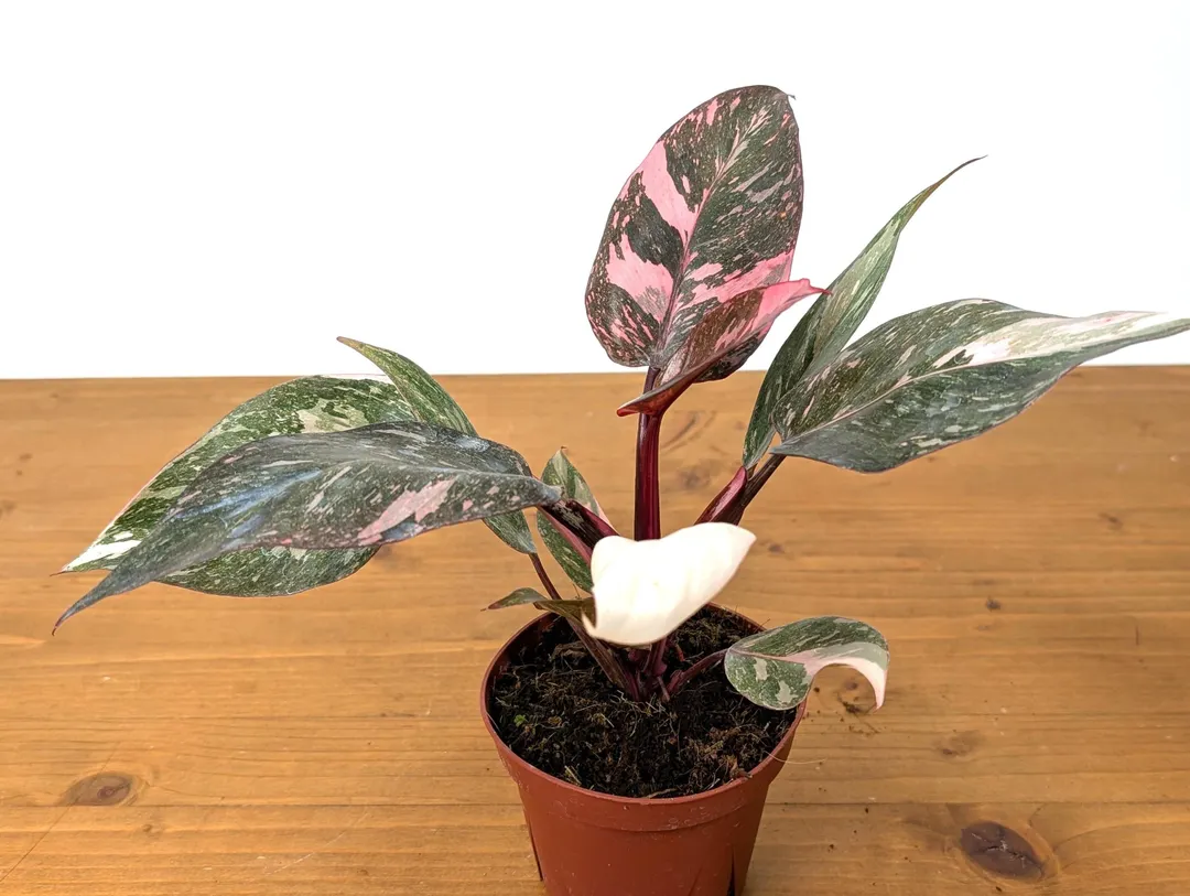 Philodendron Pink Princess Marble Galaxy ($89.99) from @plantamani