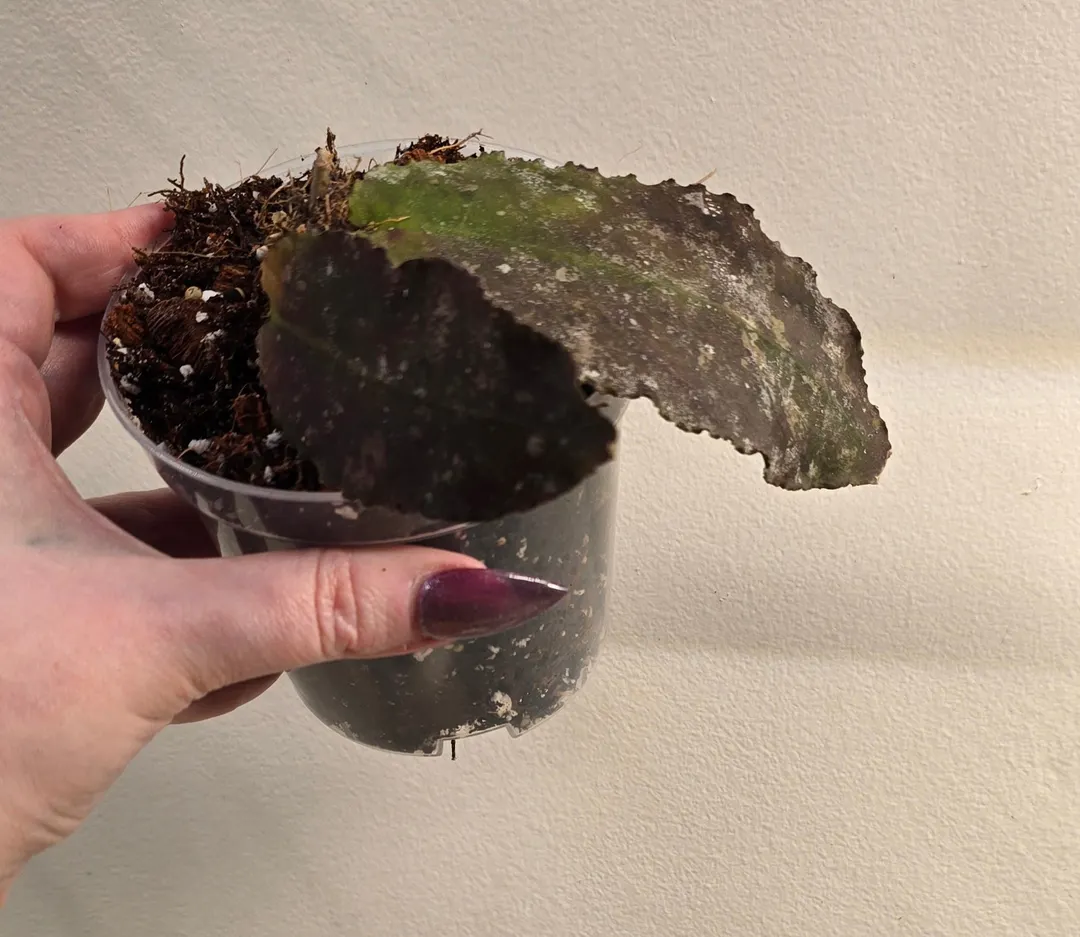 Hoya Undulata Pink Splash ($66) from @TheHoyaTrove