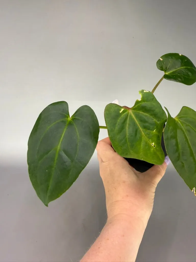 Anthurium (Regale x Crystallinum) x Zara Michelle x Tezula's