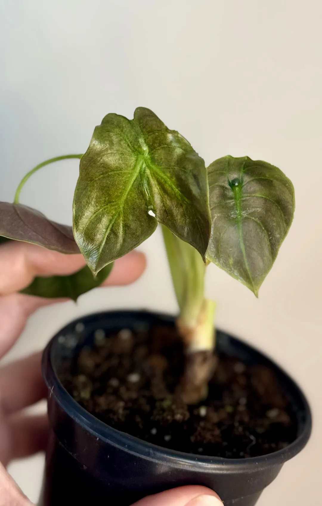 Alocasia Mutated Cuprea Variegated ($55) from @HazyFoxGardens
