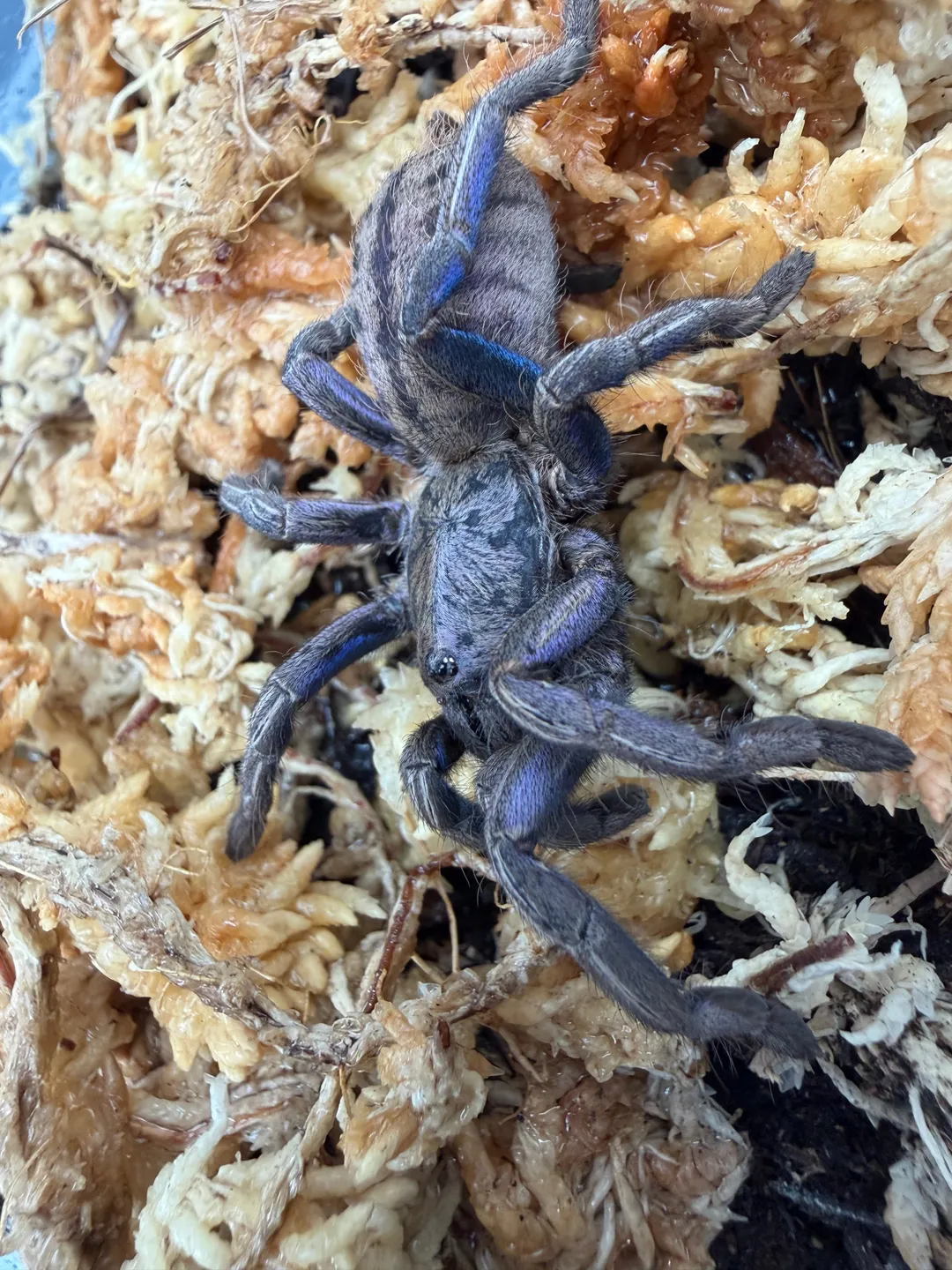 Purple Zebra Tarantula (Ornithoctonus sp. 