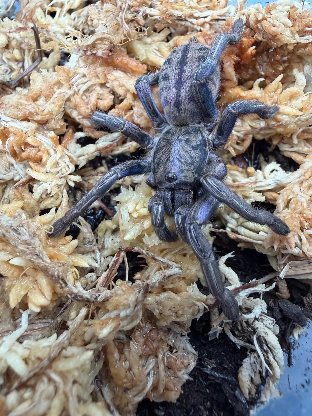 Purple Zebra Tarantula (Ornithoctonus sp. 