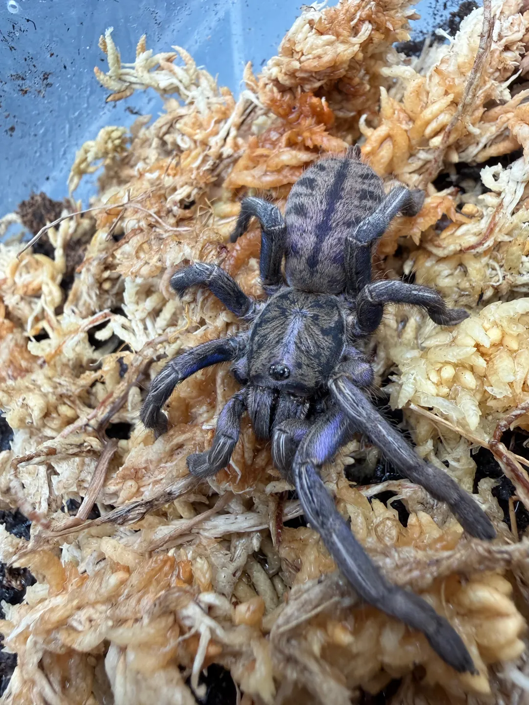 Purple Zebra Tarantula (Ornithoctonus sp. 