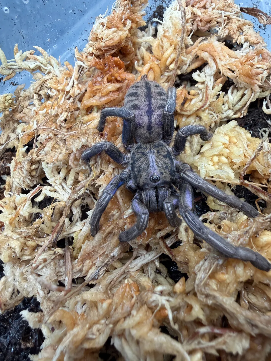 Purple Zebra Tarantula (Ornithoctonus sp. 