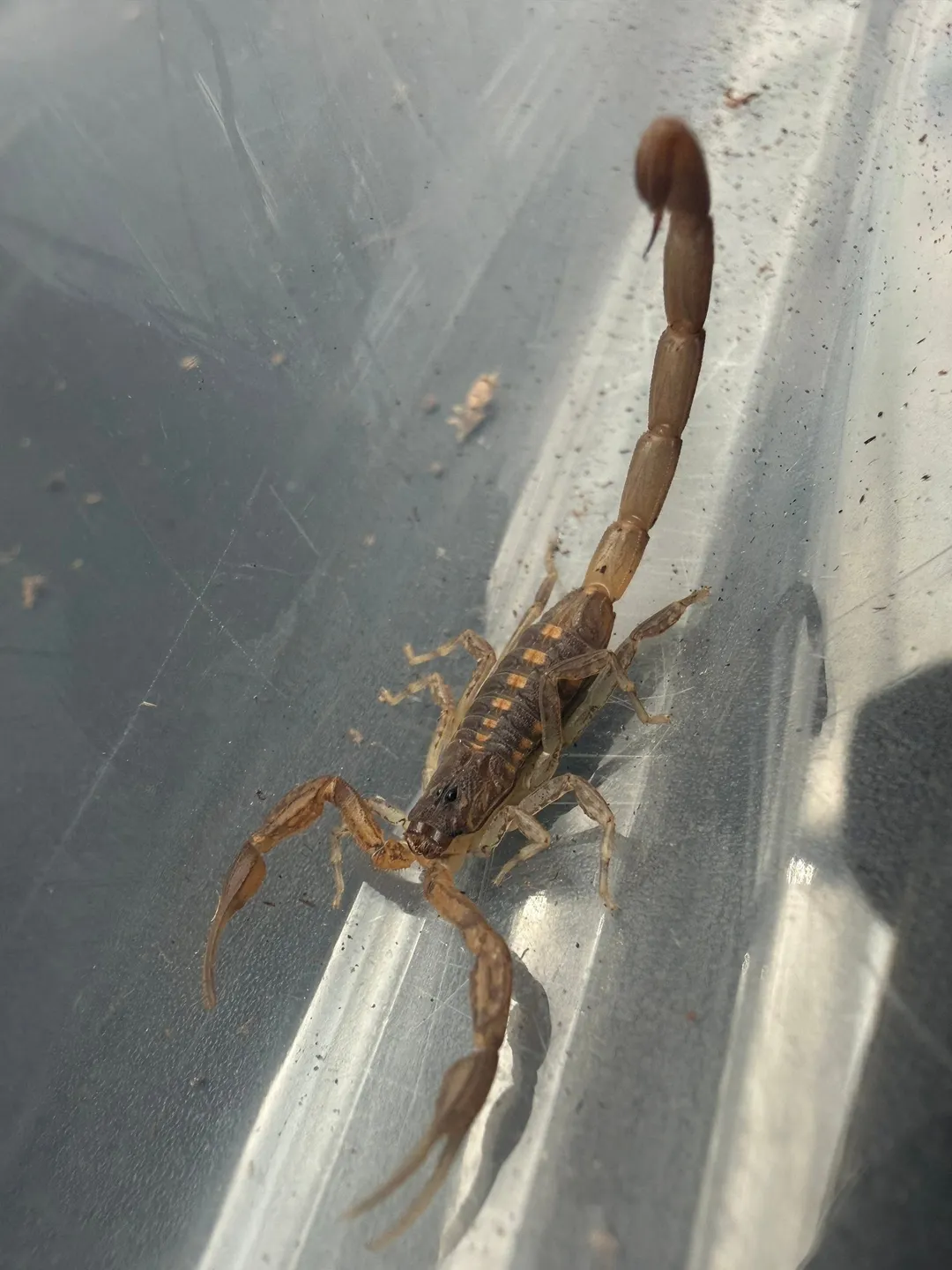 Keys Bark Scorpion (Centruroides guanensis) ($24.99) from @BigZsHNA