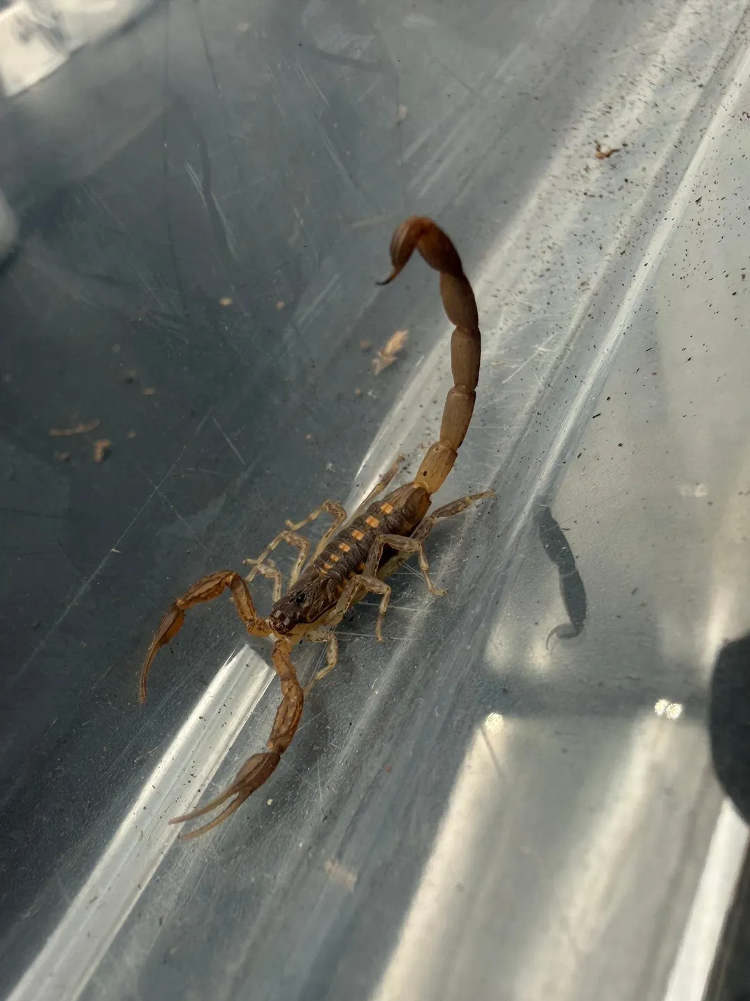 Keys Bark Scorpion (Centruroides guanensis) ($24.99) from @BigZsHNA