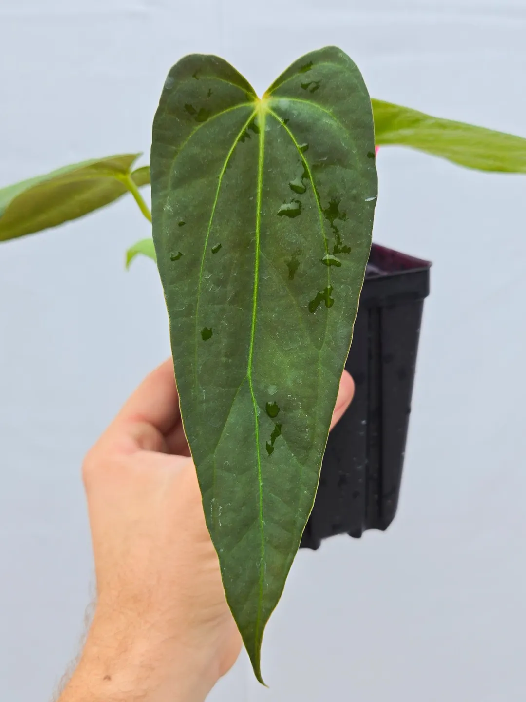 Anthurium 'Dark and Stormy' x 'Portillae NSE Dewey Fisk Clone