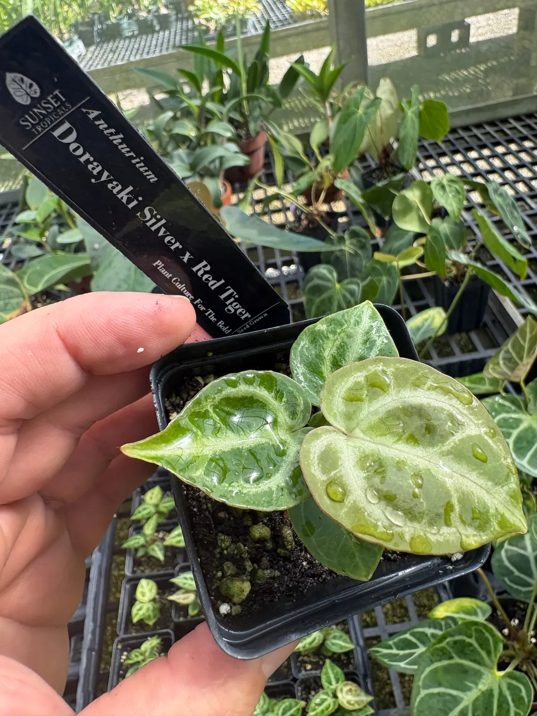 Anthurium Dorayaki Silver × Red Tiger (Seedling) ($42.5) from