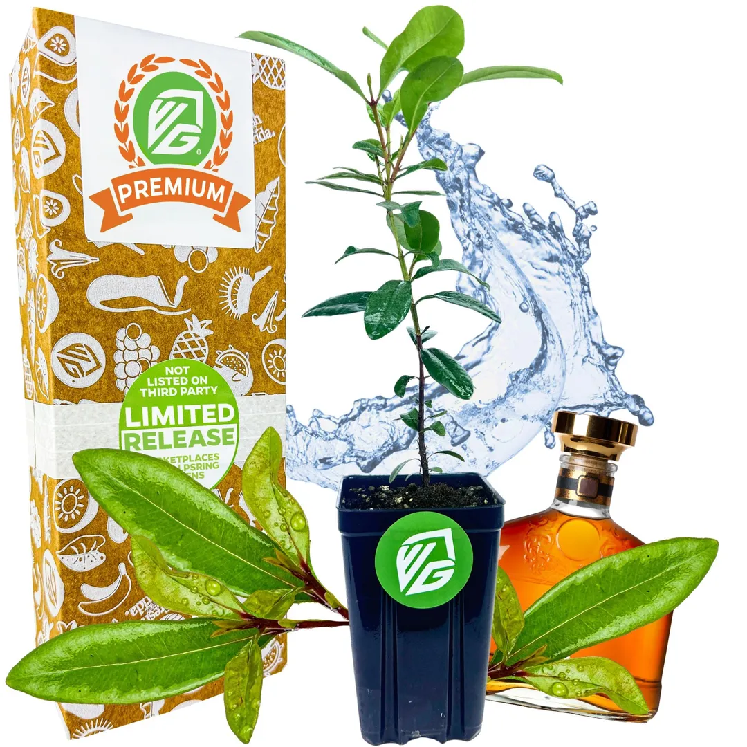 Bay Rum Tree - Pimenta racemosa ($32.99) from @WellspringGardens