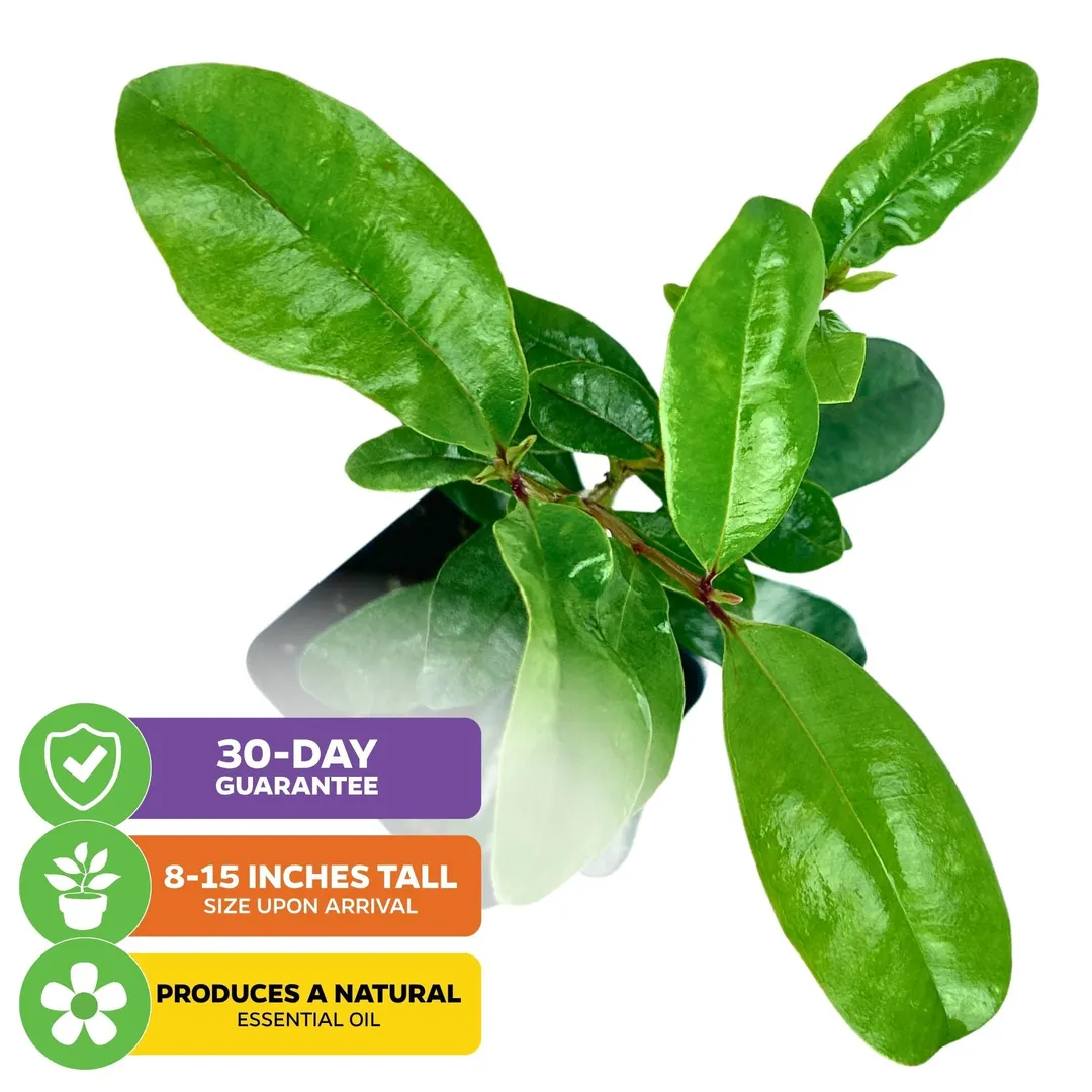 Bay Rum Tree - Pimenta racemosa ($32.99) from @WellspringGardens