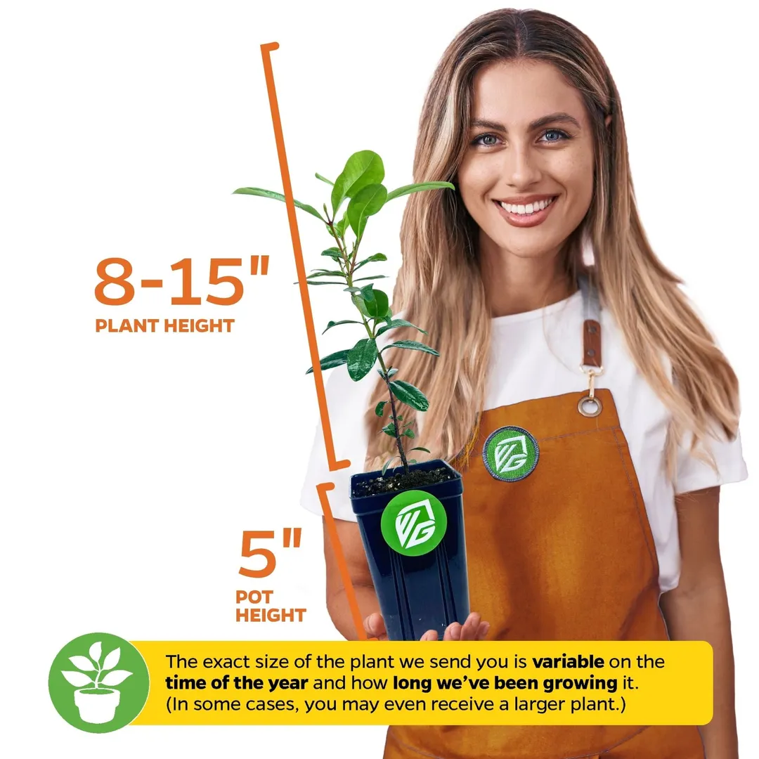 Bay Rum Tree - Pimenta racemosa ($32.99) from @WellspringGardens