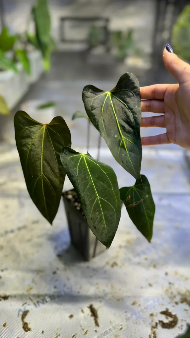 Anthurium FTG Crystal x Dorito Port ($215) from @Wheretherainbowgrows