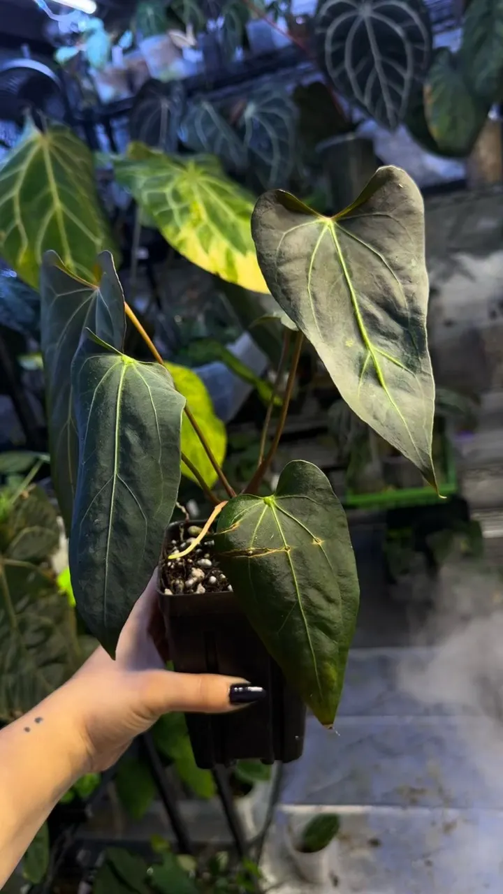 Anthurium FTG Crystal x Dorito Port ($215) from @Wheretherainbowgrows