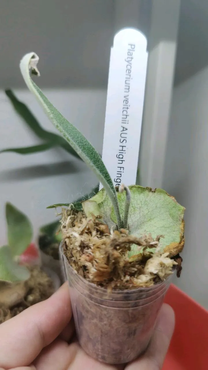 Platycerium Veitchii AUS High Finger ($80) from @Ms.MossPotter