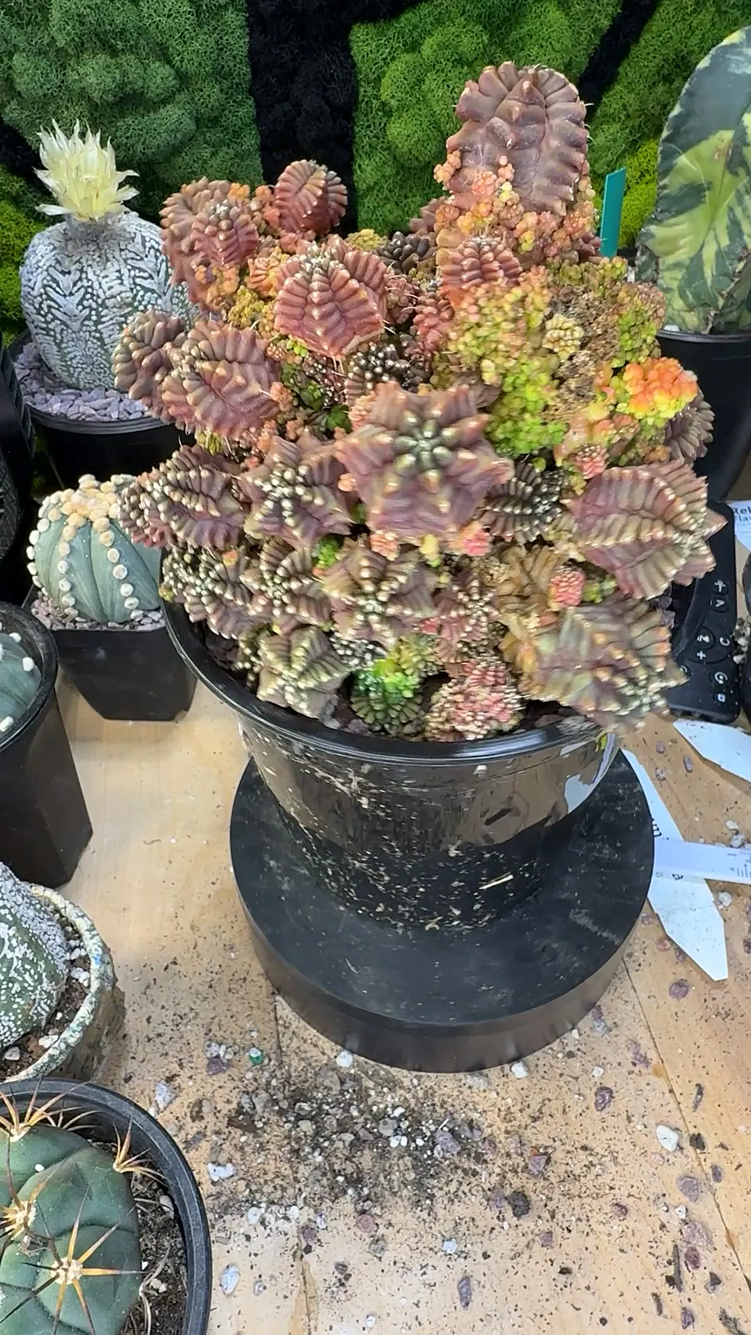 The Never ending Story of Astrophytum Hybrids” ($74.99) from