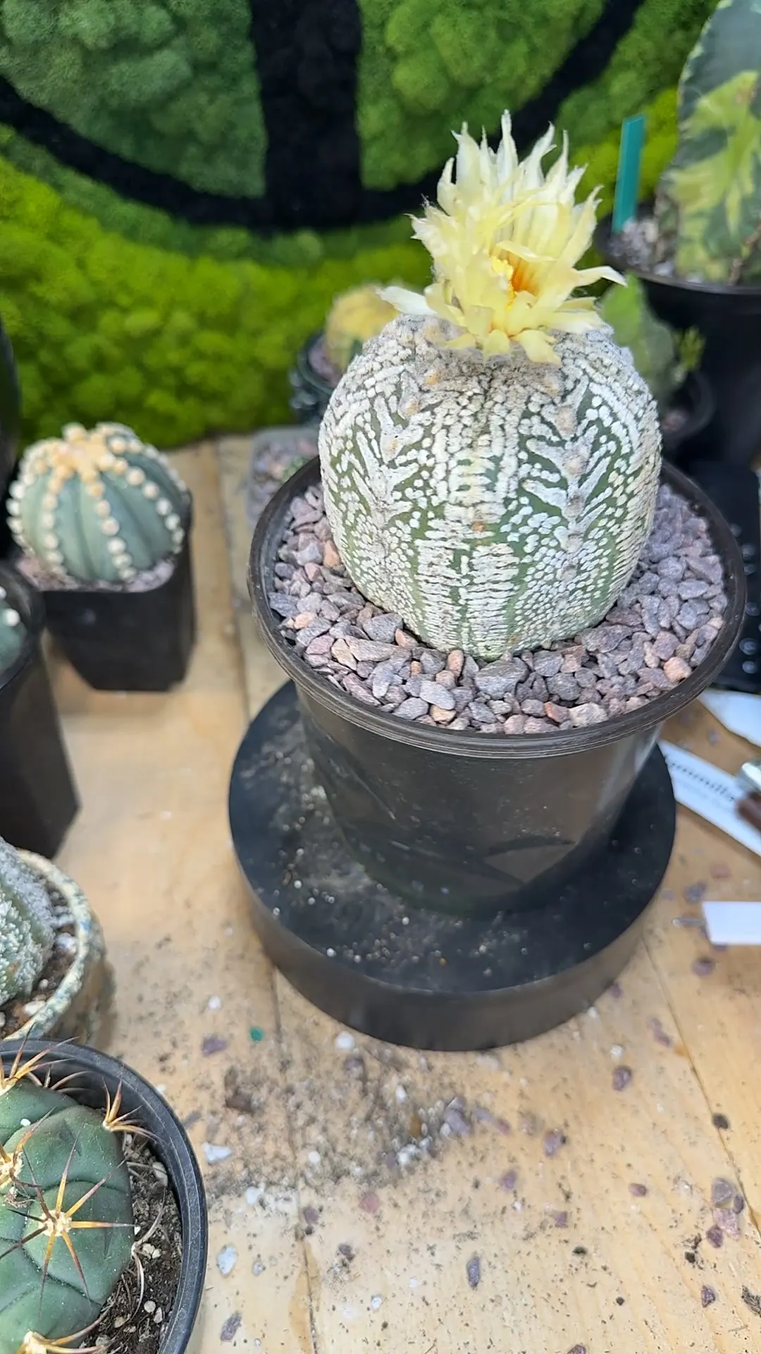 The Never ending Story of Astrophytum Hybrids” ($74.99) from