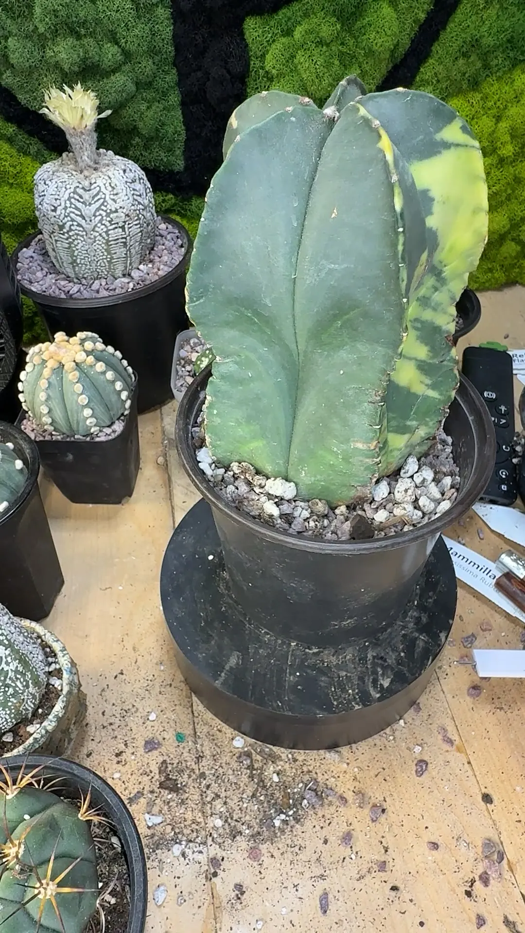 The Never ending Story of Astrophytum Hybrids” ($74.99) from