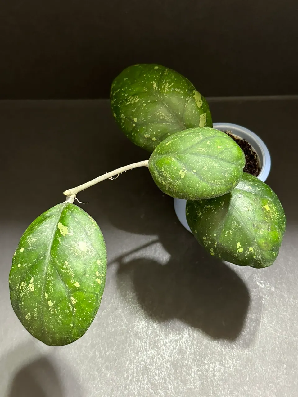 1666 Hoya 'Dark Moon' (GEH0003) ($295) from @Casita_Mia_Creations