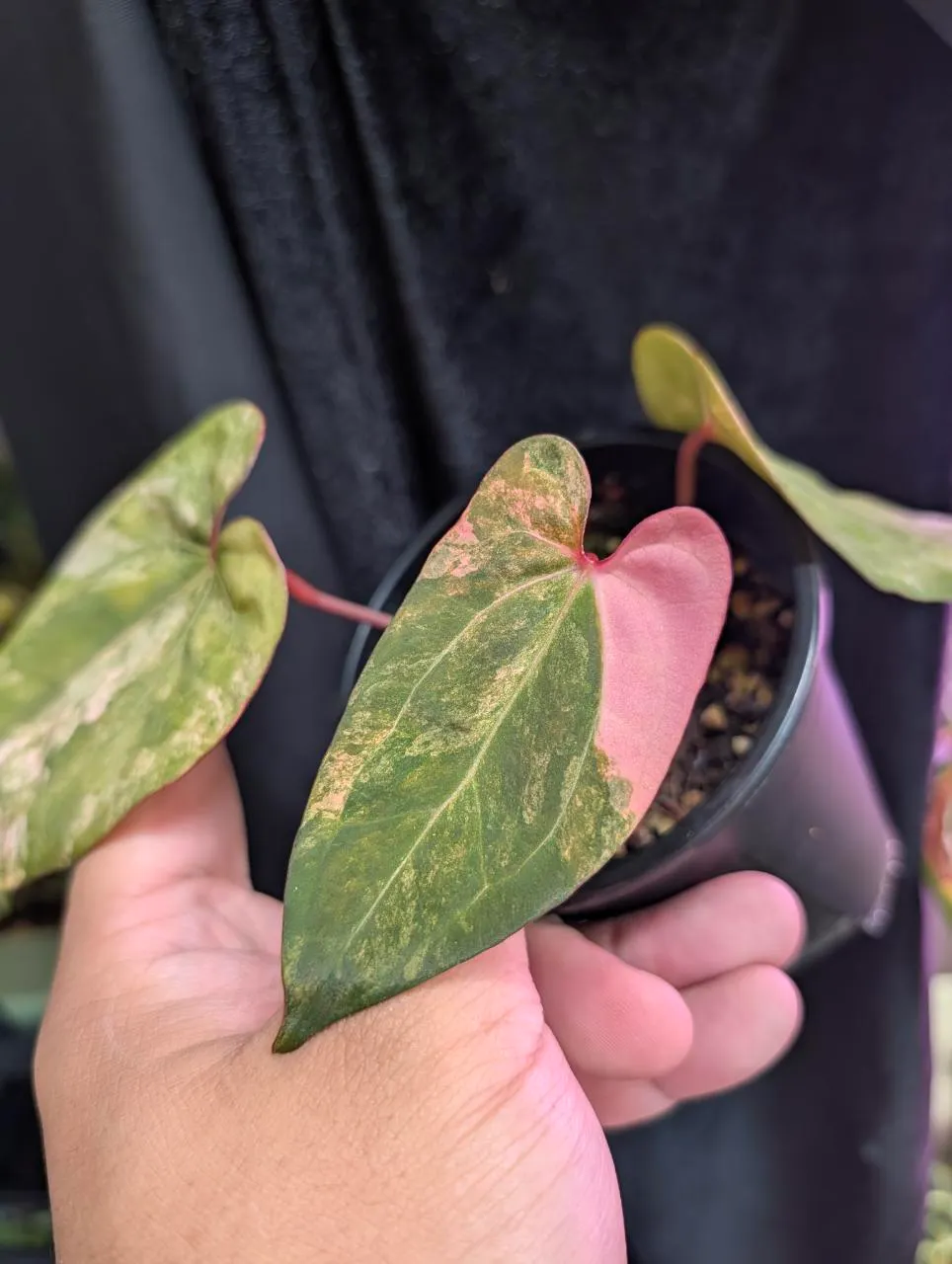 anthurium variegated papi x (RC x aos) ($899) from
