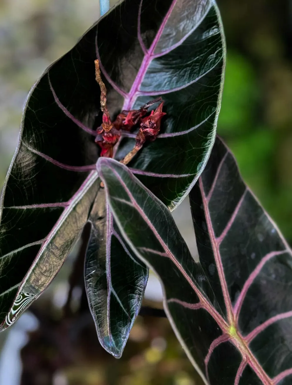 black satun pink bone corm ($250) from @EarthBabeBotanicals