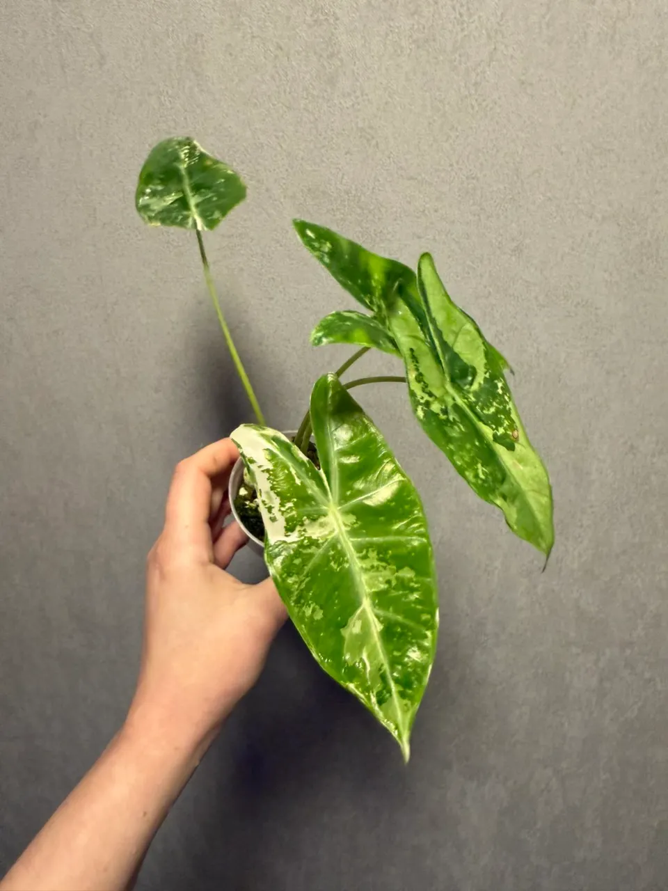 Alocasia Longiloba Albo Pink Back ($118) from @WeirdlyGreenLLC