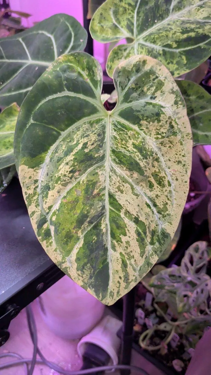 anthurium variegated papi x (RC x aos) ($899) from