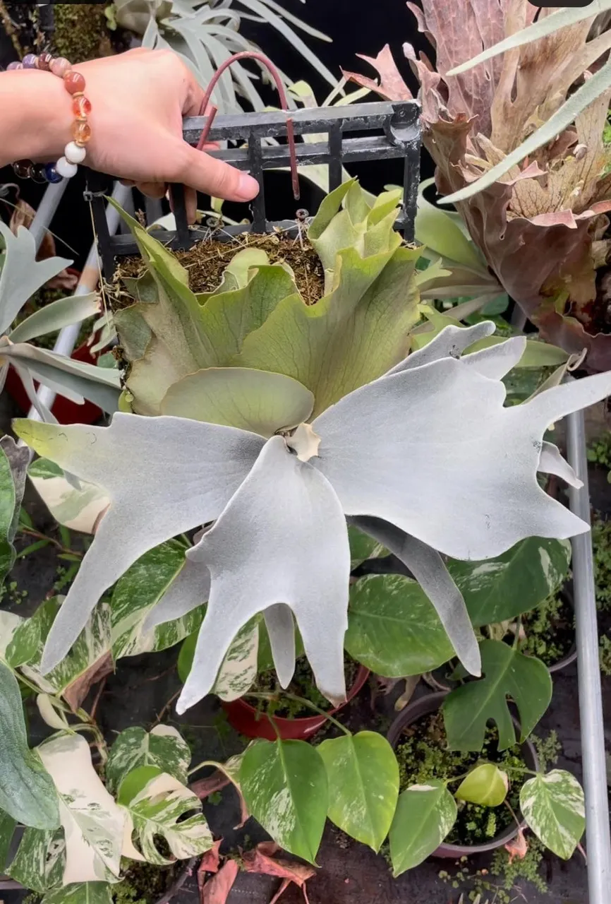 Platycerium Woot #9 spore #1 select pup ($400) from @HCorchids