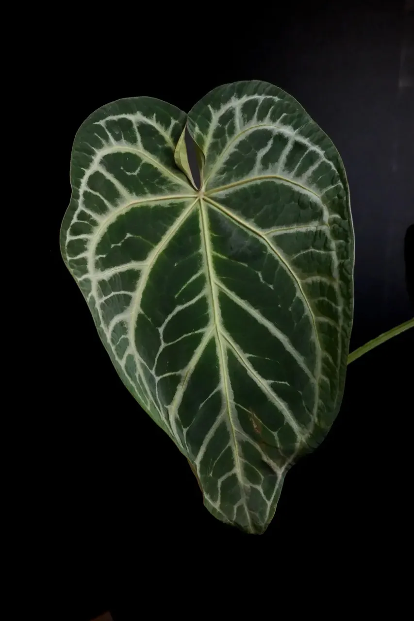 MAMIMU 0084 Funky Dark Mama x Pink Lemonade ($125) from @Aroidica