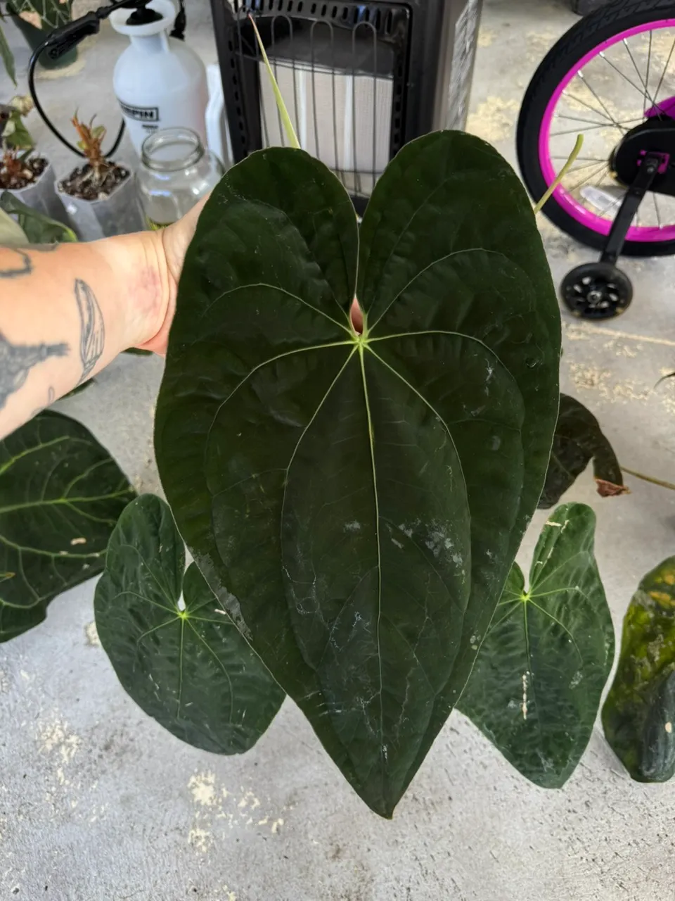 Tezula Anthurium Pap RA5 x Hot Chocolate with offsets ($225) from