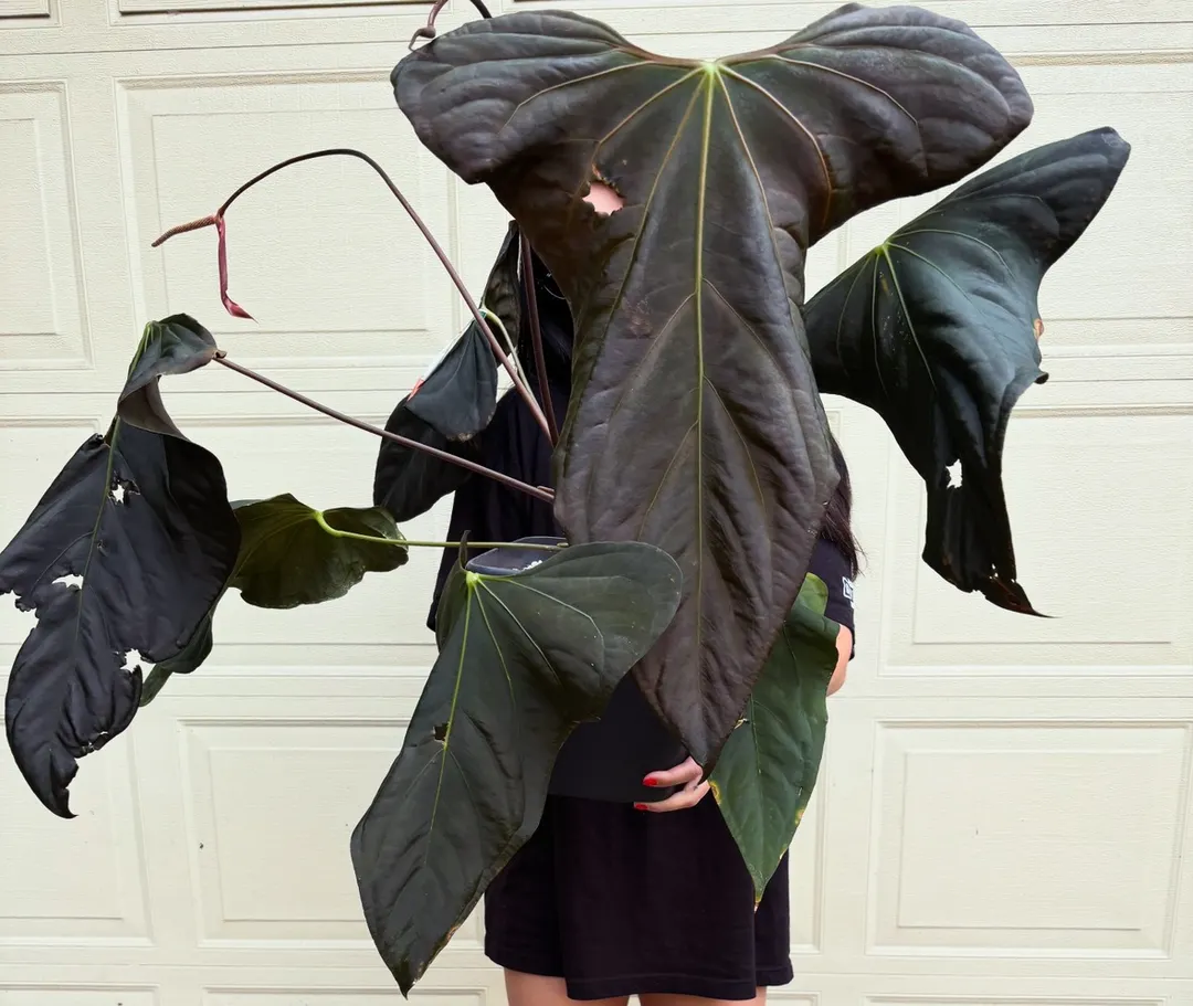 flowering anthurium sp Nov DF. ‼️ ($2500) from @Whattheficusthat