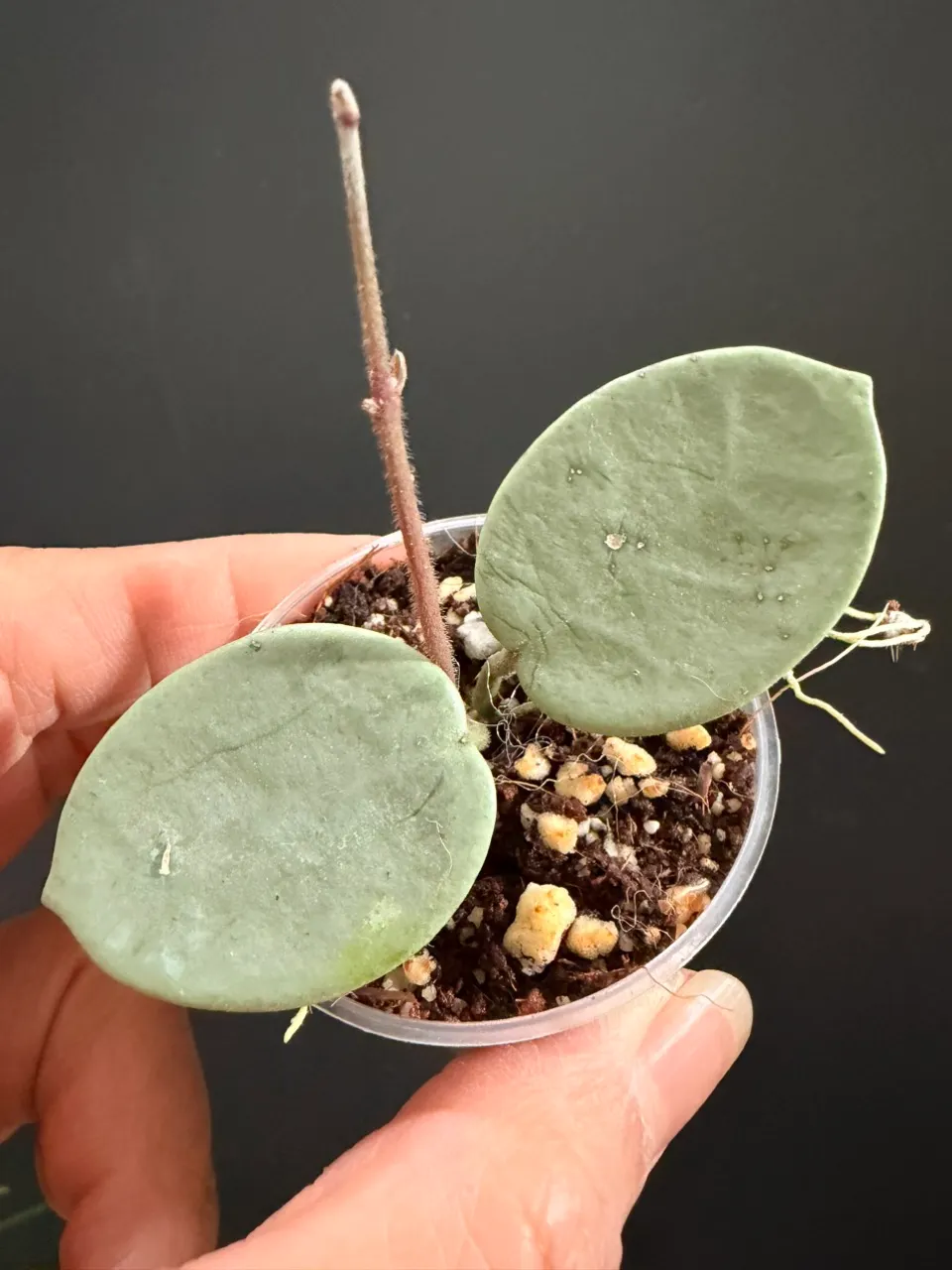 Hoya grey fairy with new growth grower choice ($70) from @TALI