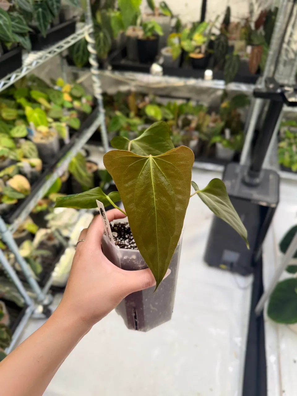 0287 Anthurium Silver Blush x SKG Pink Lemonade ($120) from