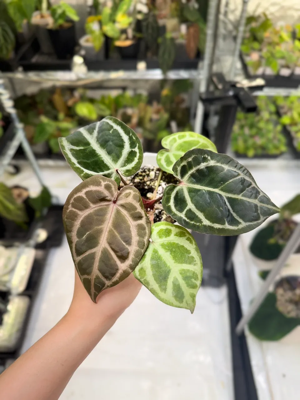 0287 Anthurium Silver Blush x SKG Pink Lemonade ($120) from