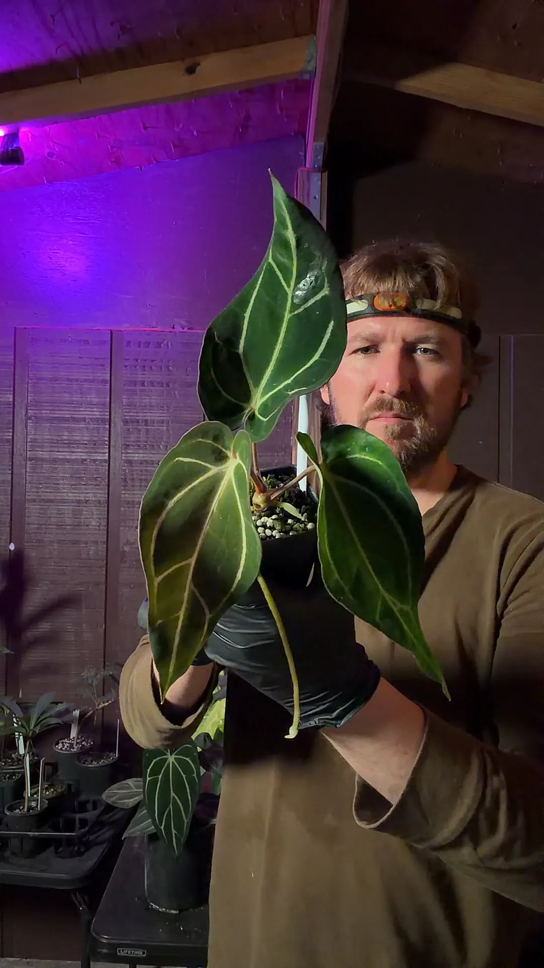 3185] Carla Blackiae RA 13 x RA 1 ($300) from @Scottcohenplants