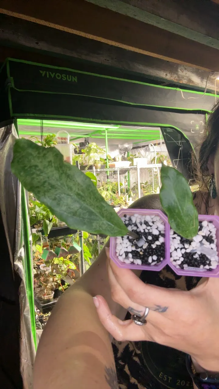 Hoya Argentea Princess ($48) from @MandiesPlanties