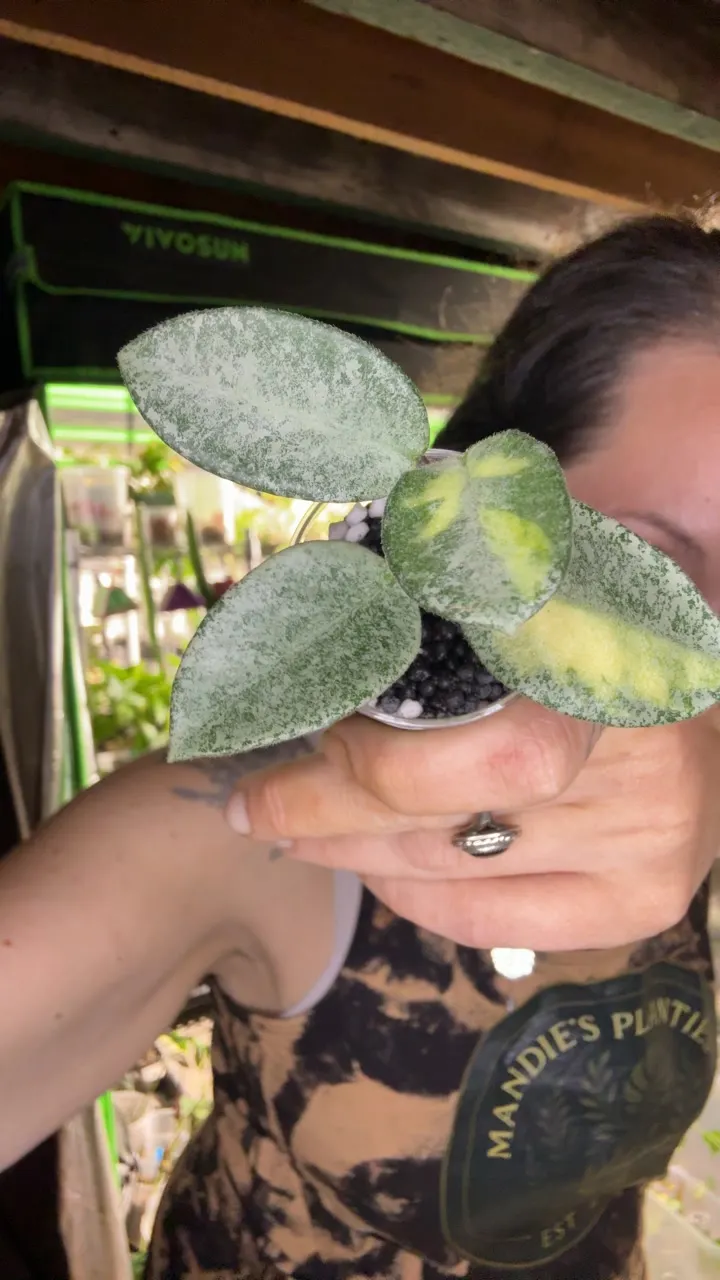 Hoya Argentea Princess ($48) from @MandiesPlanties